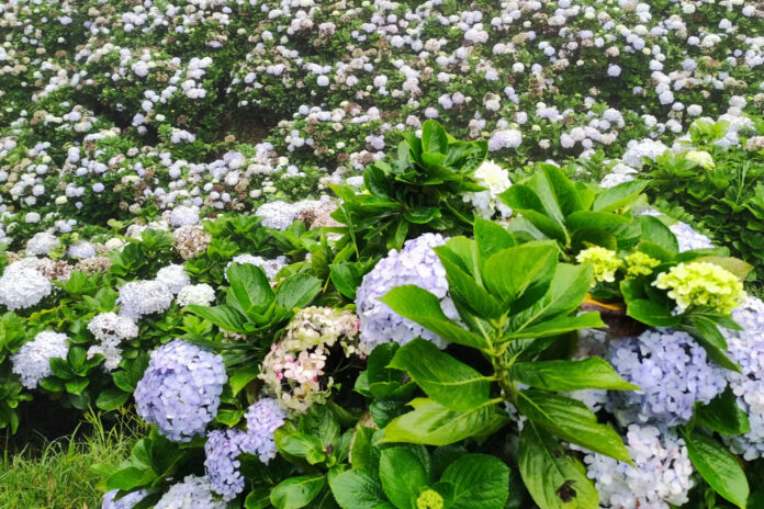 jardin-hortensias-1